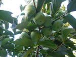 6mi_kaki070923f_u1.jpg
