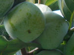 6mi_kaki070923f_u2.jpg