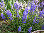 6musukari20080504SANY0074u1.jpg