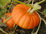 pumpkin 1