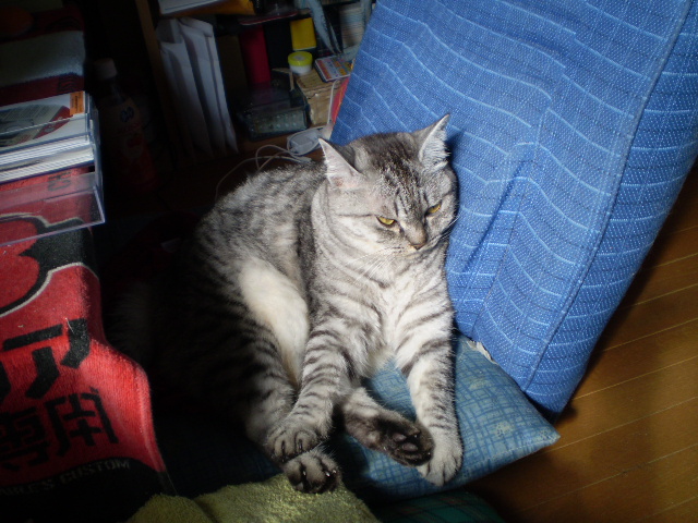 最近座椅子がお気に入り