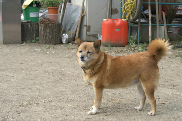 いぬ可愛いよいぬ