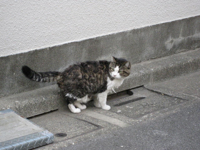 谷原ねこ１