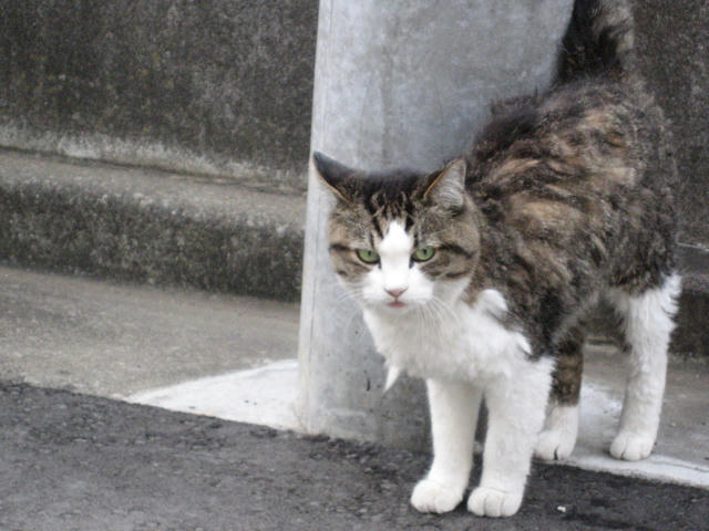 谷原ねこ２