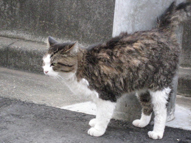 谷原ねこ３