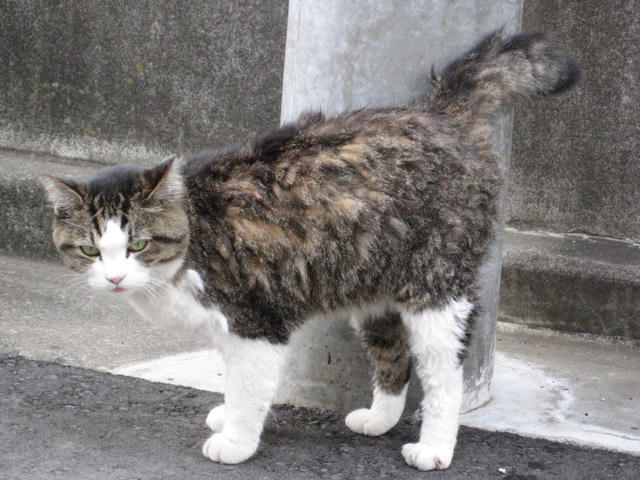 谷原ねこ４