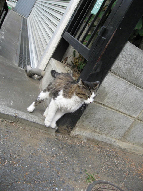 谷原ねこ１１