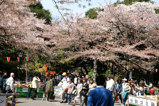 上野公園で花見