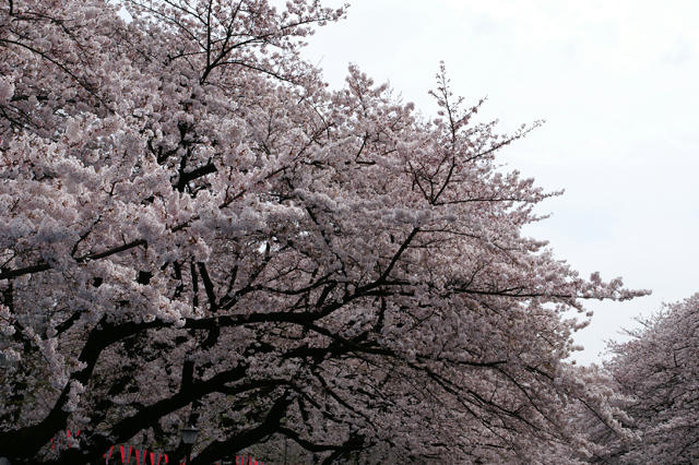 今年も恒例の花見でした１