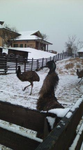 emu.png