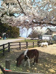 SAKURA2.jpg