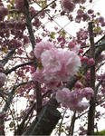 yaesakura2.jpg