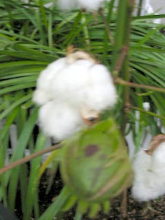綿の実