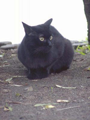 黒猫02