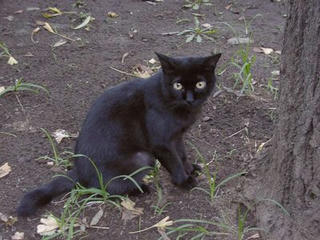 黒猫01