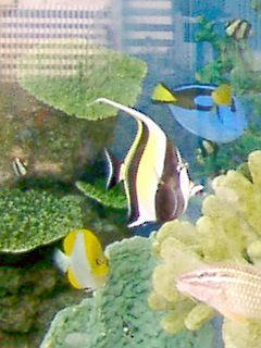 魚01
