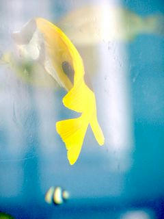 魚02
