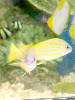 魚03