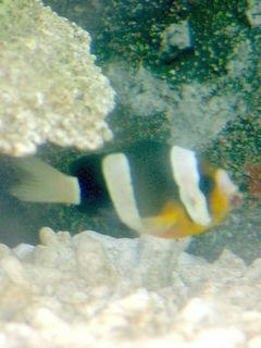 魚04