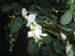 06sirahagi