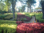 koriusu