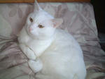 bibi-kotatu