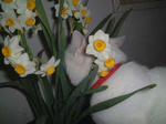 suisen-bibi