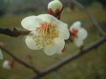 ogose-ume