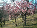 sinrinkouen-ume