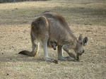 kangaru