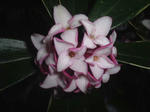 zincyouge