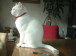 pen-bibi