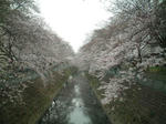sanchi-sakura