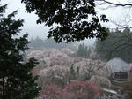 seiunnzi