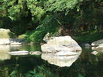 kawasemi