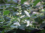 sirahagi