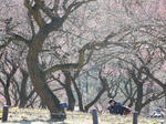 sinrinkouen-ume