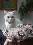 bibi-sakura