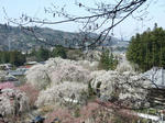 seiunzi