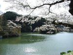 kamakitako