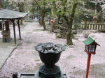 iwadono-haru