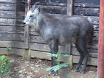 kamosika