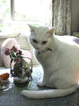 bibi-kiku
