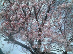 060321彼岸桜
