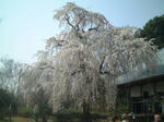 枝垂桜