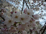 sakura1.jpg
