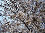 sakura2.jpg