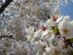 sakura3.jpg
