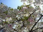 sakura5.jpg