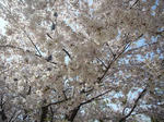 sakura6.jpg
